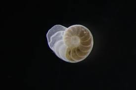 Fossile (guida) da determinare!